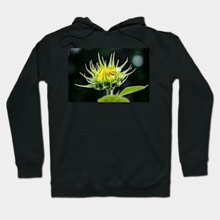 sunflower bud Hoodie